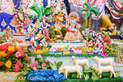 Daily Darshan
