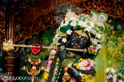 Daily Darshan