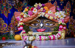 Daily Darshan
