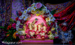Daily Darshan