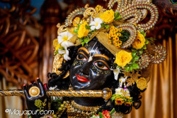Daily Darshan