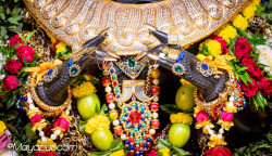 Daily Darshan