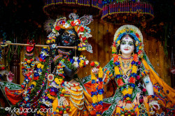 Daily Darshan