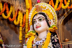 Daily Drashan