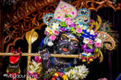 Daily Darshan