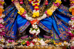 Daily Darshan