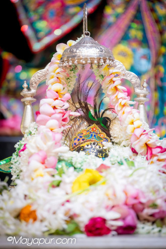 Daily Darshan