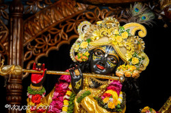 Daily Darshan