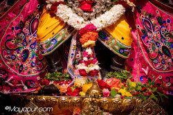Daily Darshan