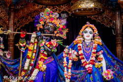 Daily Darshan