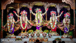 Daily Darshan