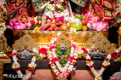 Daily Darshan
