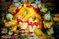 Daily Darshan