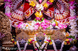 Daily Darshan