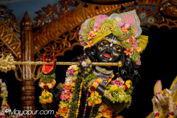 Daily Darshan