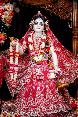 Daily Darshan