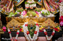Daily Darshan