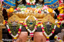 Daily Darshan