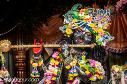Daily Darshan