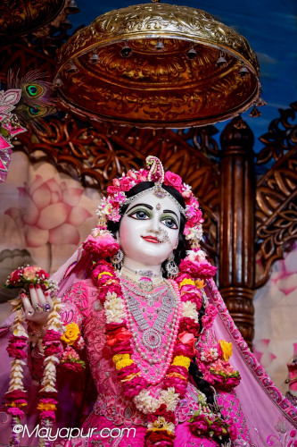 Daily Darshan
