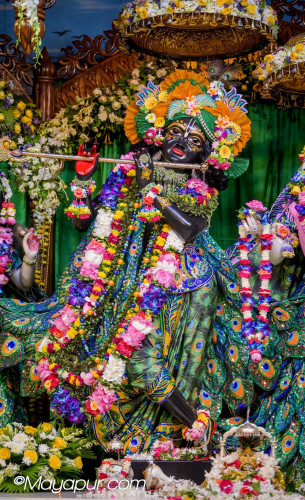 Daily Darshan