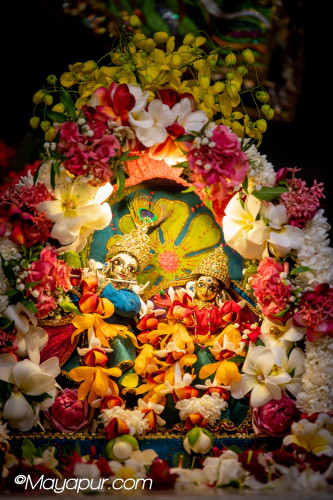 Daily Darshan