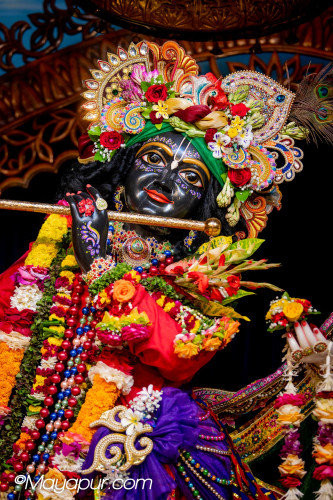 Daily Darshan