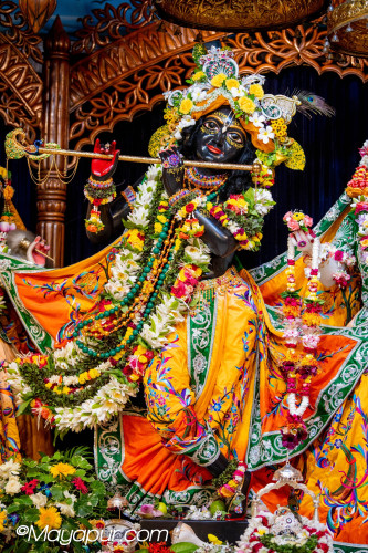 Daily Darshan
