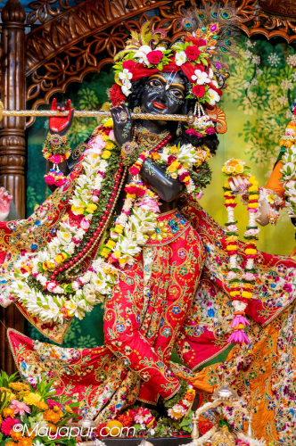 Daily Darshan