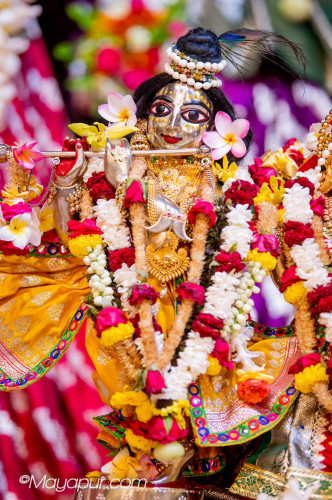 Daily Darshan