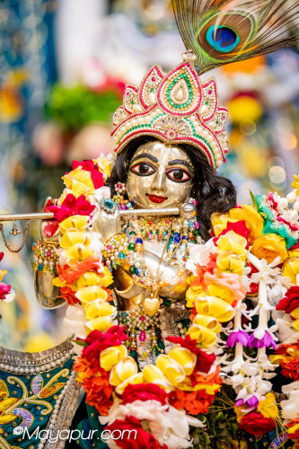 Daily Darshan