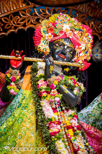 Daily Darshan