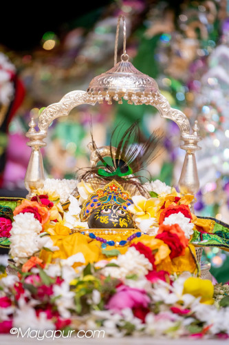 Daily Darshan