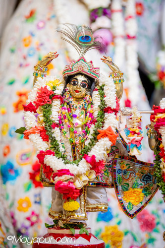 Daily Darshan