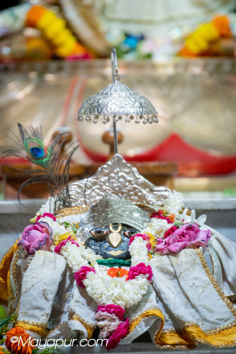 Daily Darshan