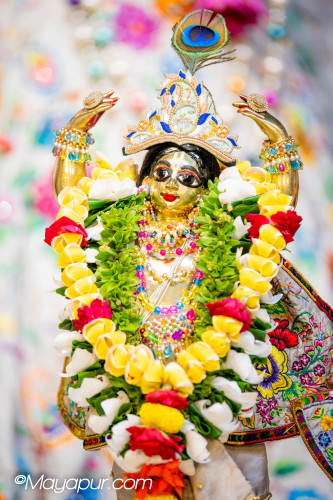 Daily Darshan