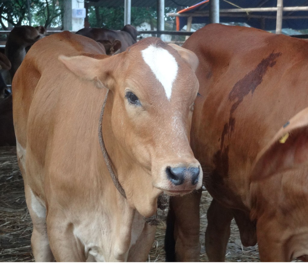 Go Seva – Our Cows | Mayapur.com