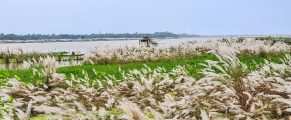 Ganga Swells filling low lands 2